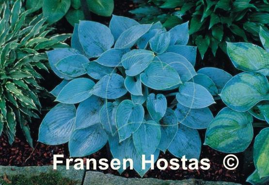 Hosta Blue Jay